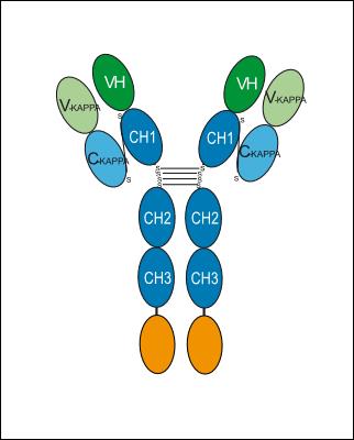 Experimental Validation Results for Rozibafusp alfa